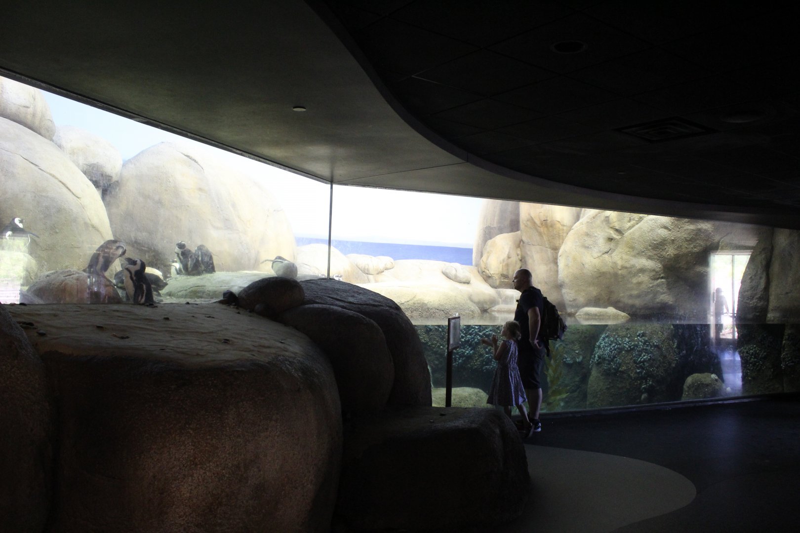 Penguins of the African Coast