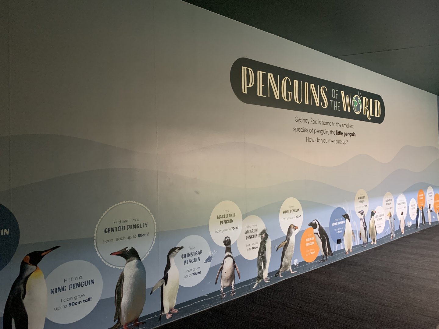 'Penguins of the World' Display