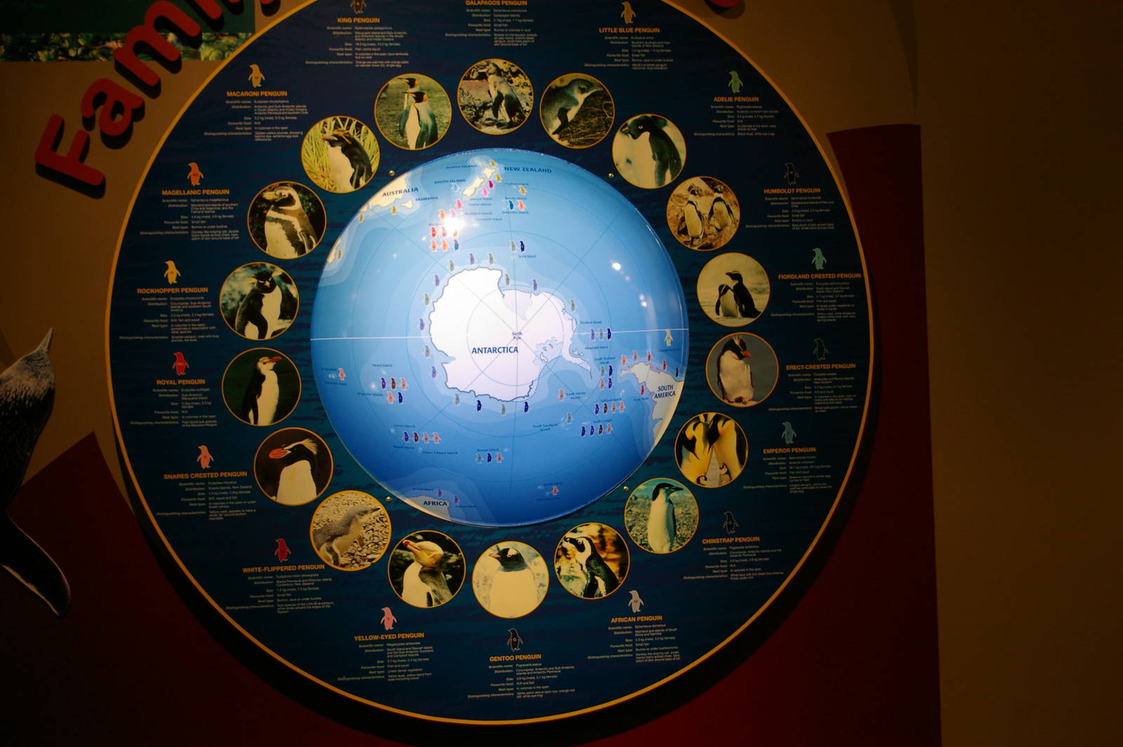 Penguins Of The World graphic at the International Antarctic Centre