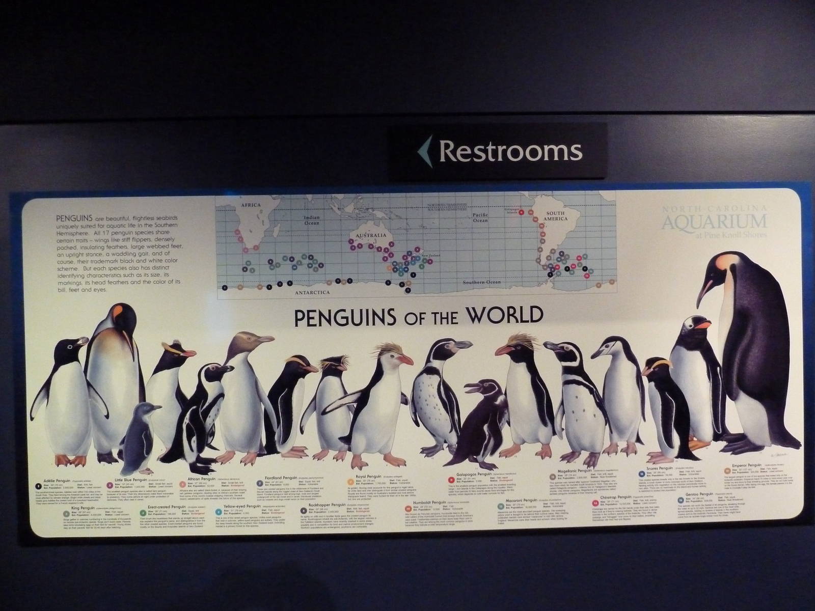 Penguins of the World Poster
