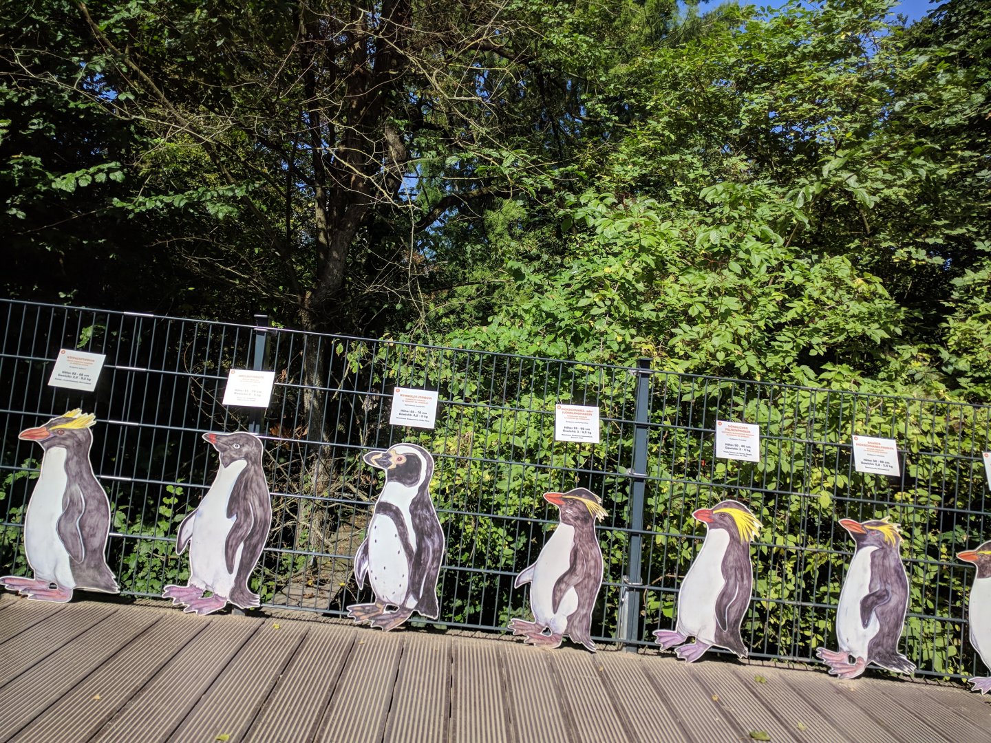 Penguins of the World