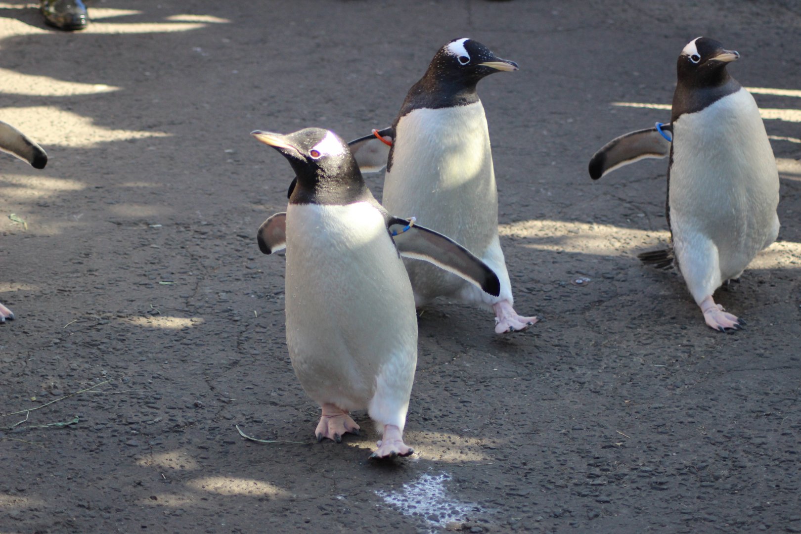 Penguins on Parade