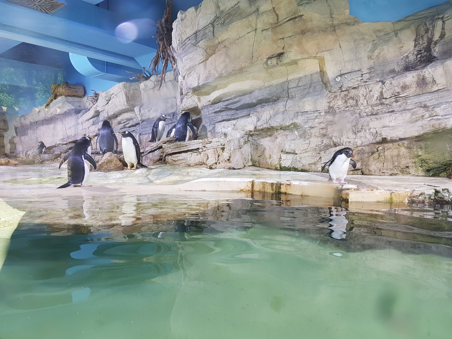 Penguins, Polar World