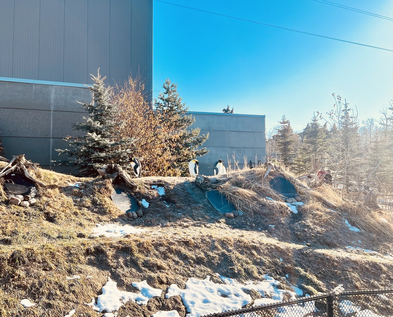 Penguins. Probably the best exhibit for these birds I’ve ever seen.