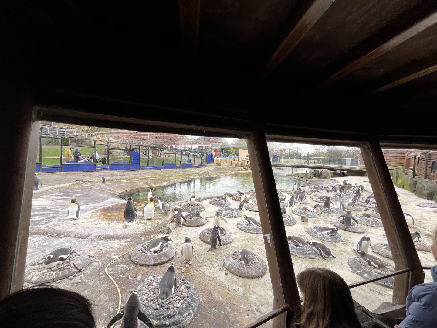 Penguins rock (0.5 version) 13.4.24