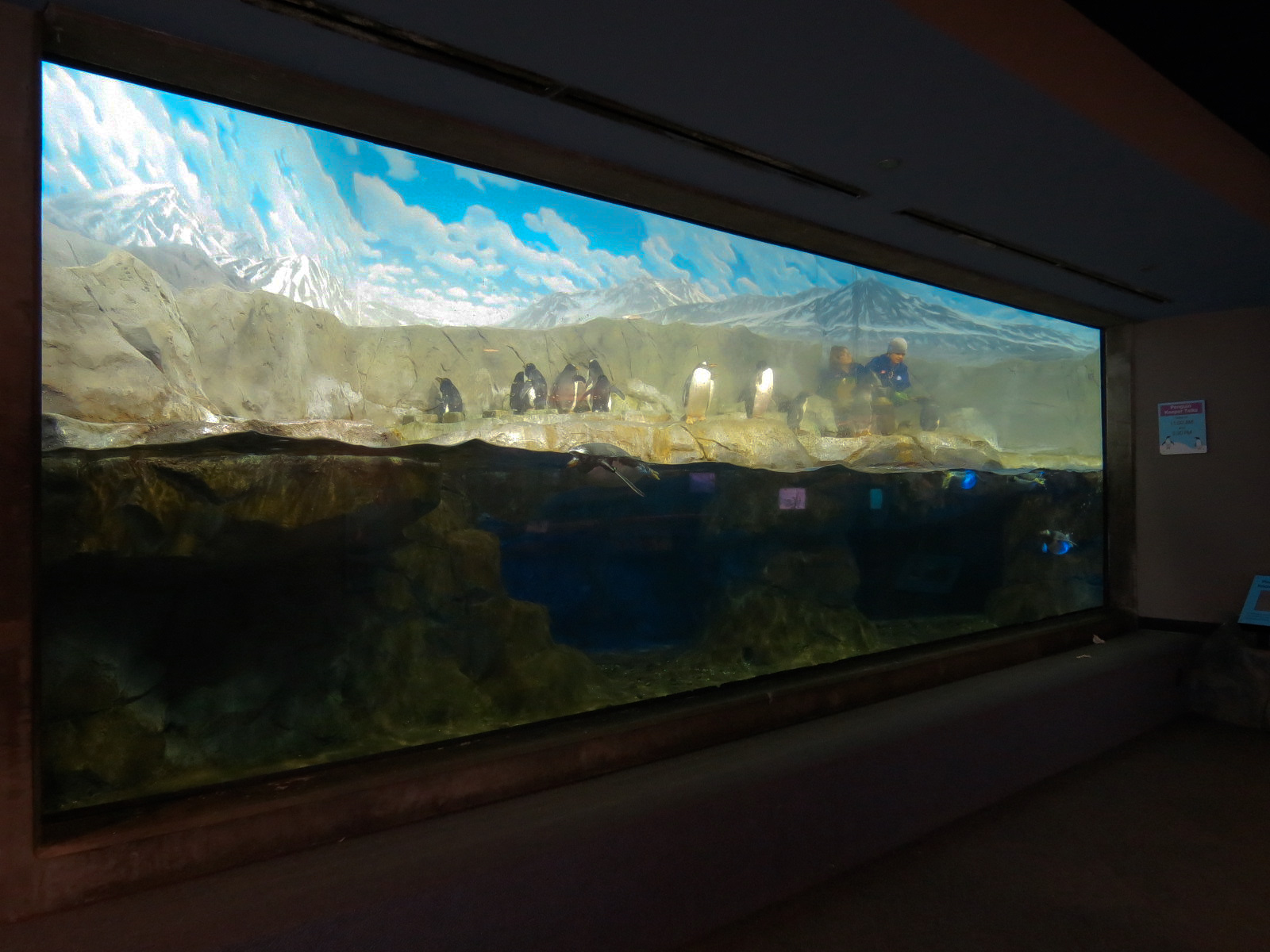 Penguins' Rock - Gentoo and Macaroni Penguin Exhibit