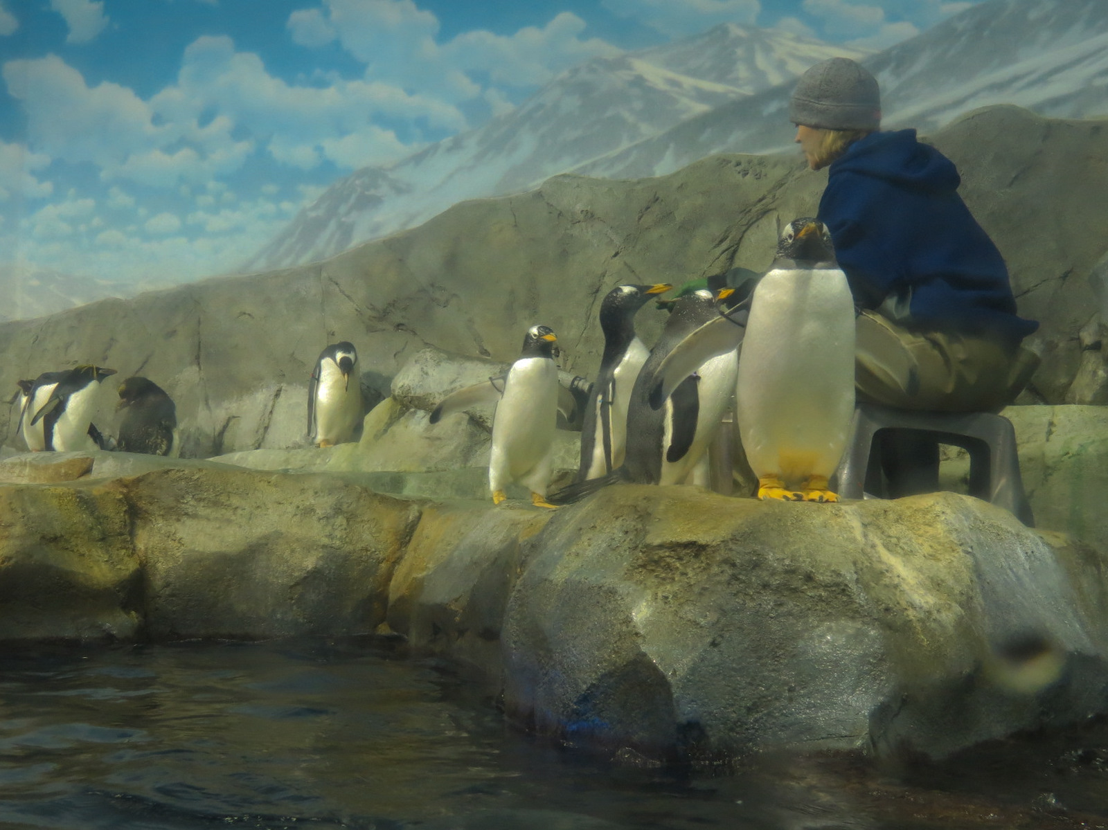 Penguins' Rock - Gentoo and Macaroni Penguin Exhibit
