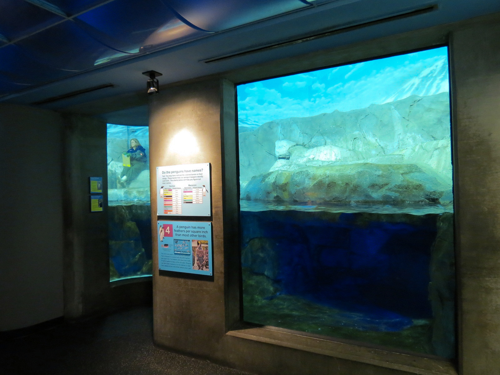 Penguins' Rock - Gentoo and Macaroni Penguin Exhibit