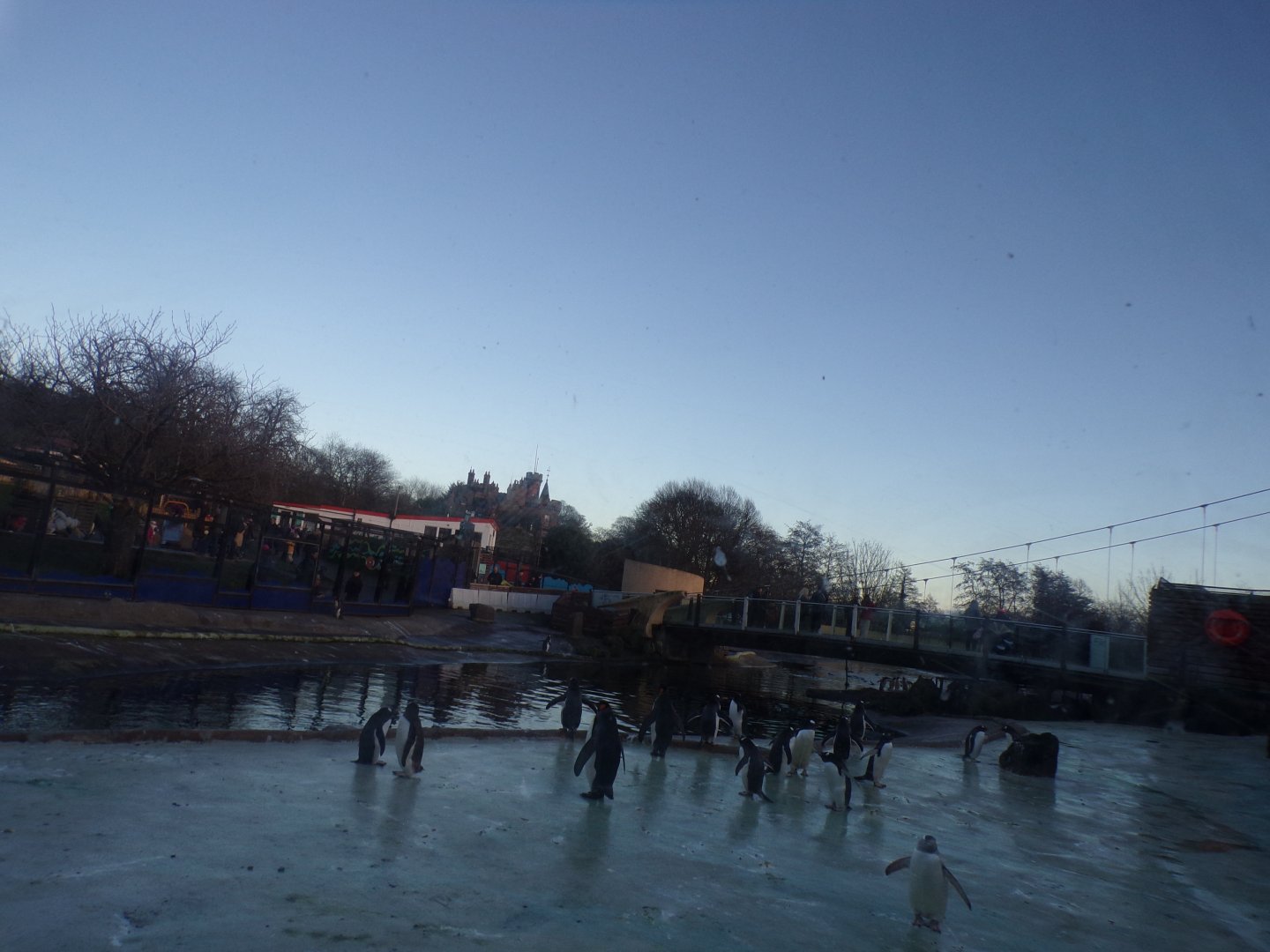 Penguins rock in winter 1.1.24