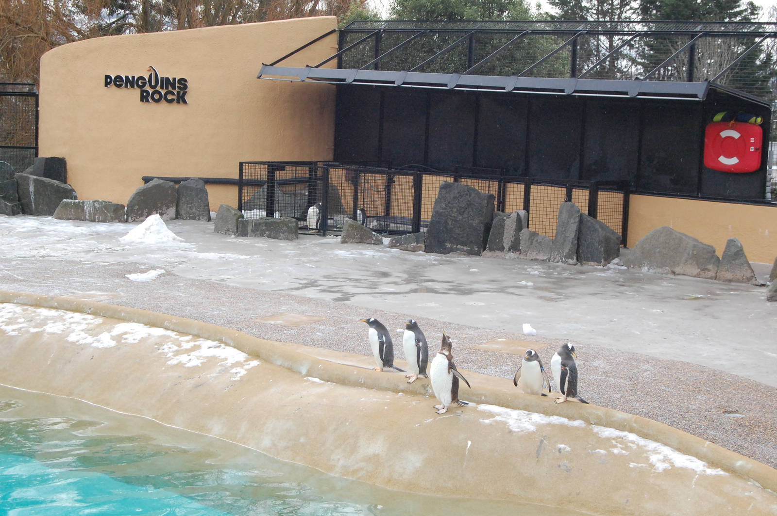 Penguins Rock