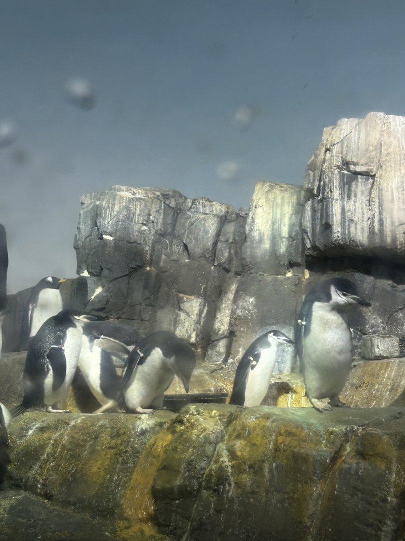 Penguins & Seabirds Building: Chinstrap Penguins & a Gentoo Penguin