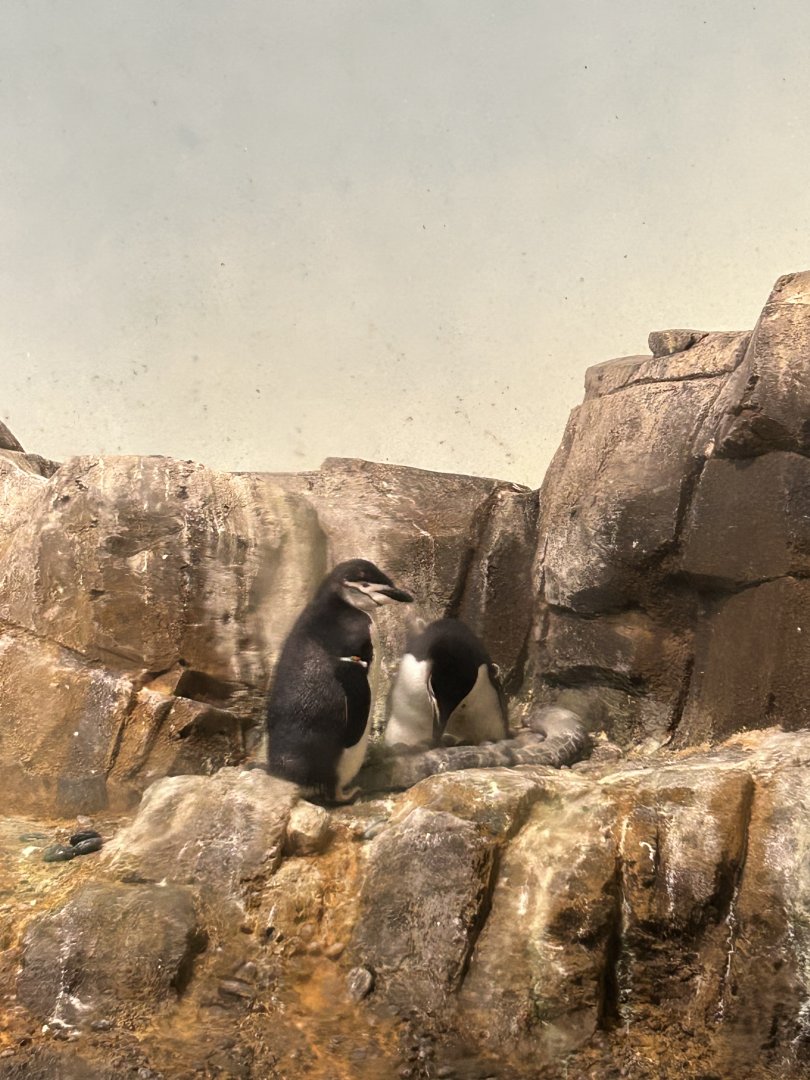 Penguins & Seabirds Building: Chinstrap Penguins (Pygoscelis antarcticus)