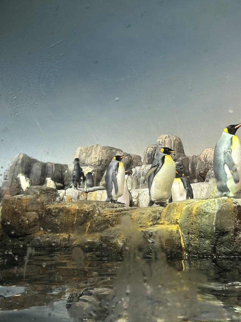 Penguins & Seabirds Building: Penguin Exhibit