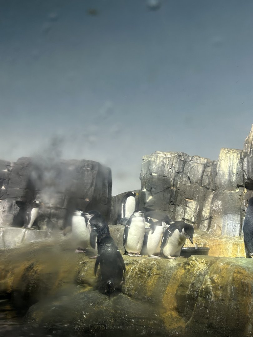 Penguins & Seabirds Building: Penguin Exhibit