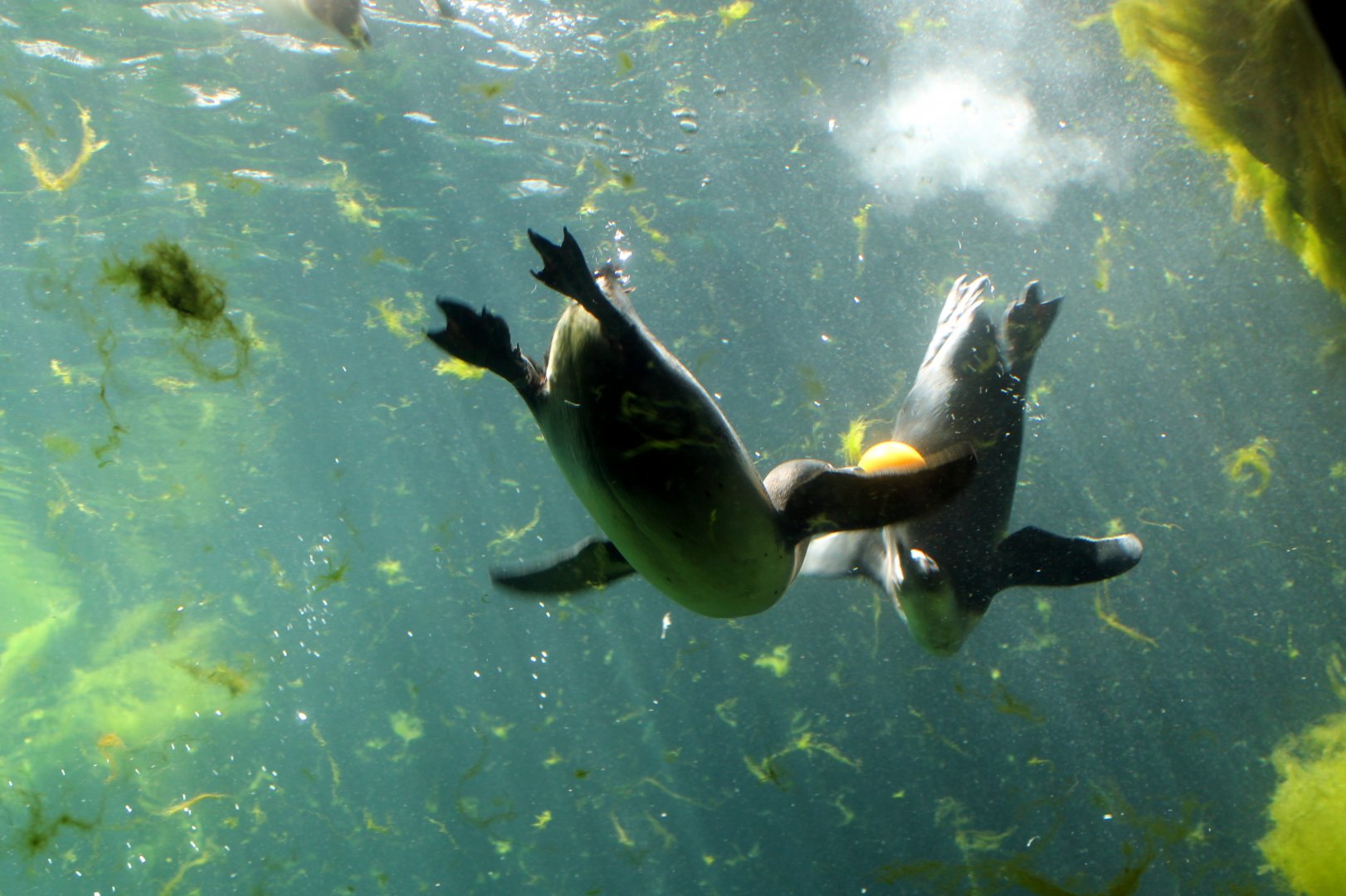 Penguins Underwater