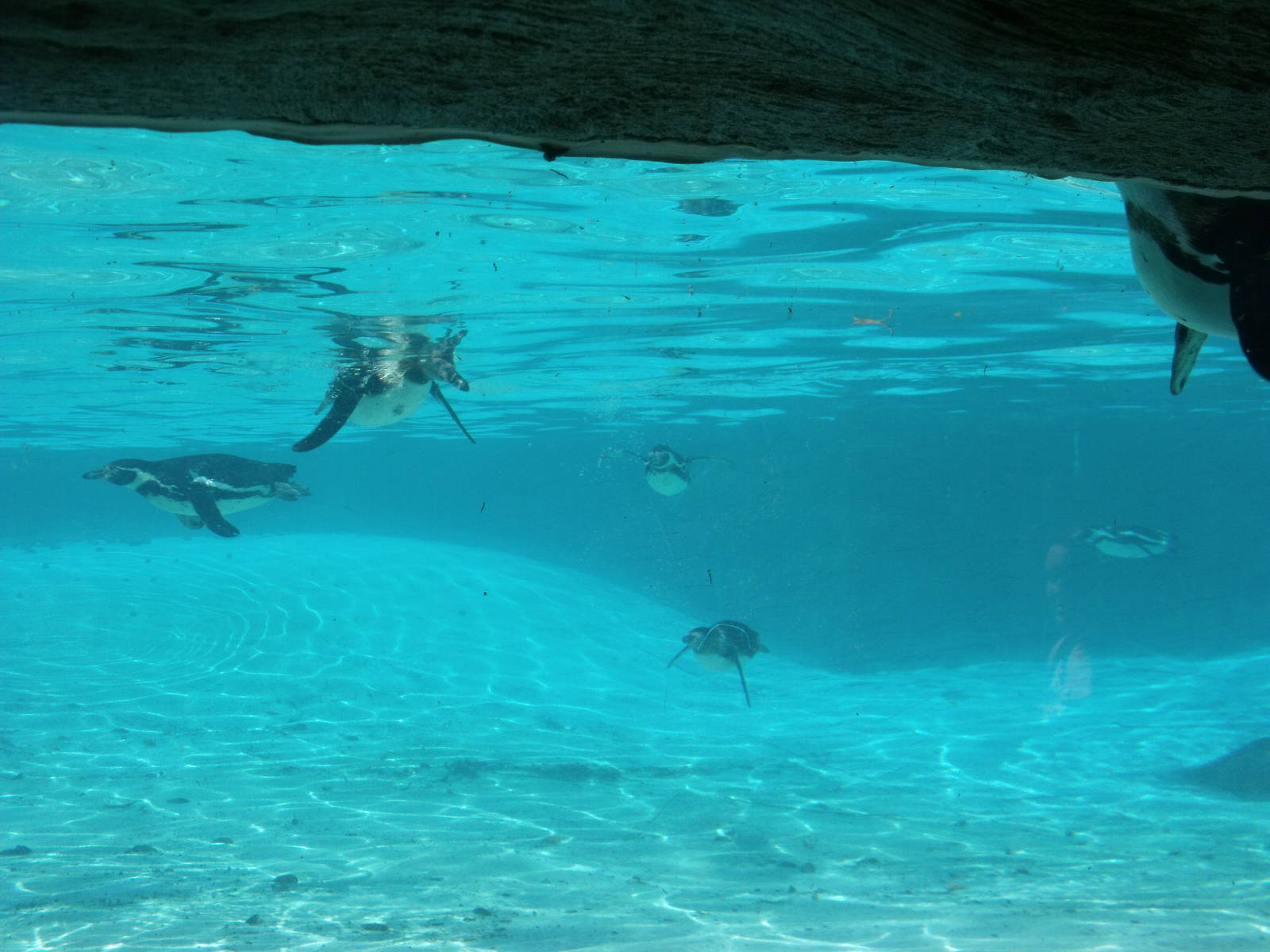 Penguins underwater