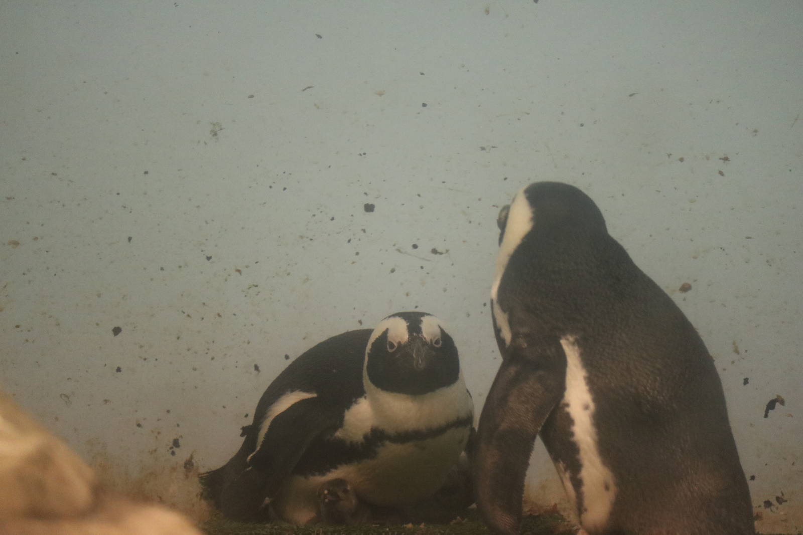 Penguins with chick - EPSON Aqua Park, February 2016