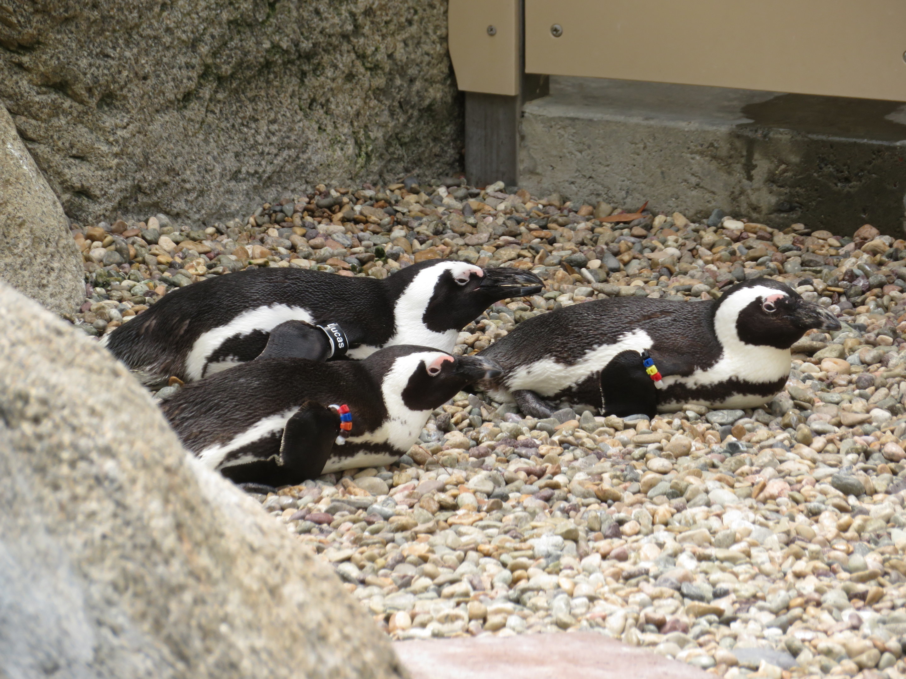 Penguins with Different ID Bands