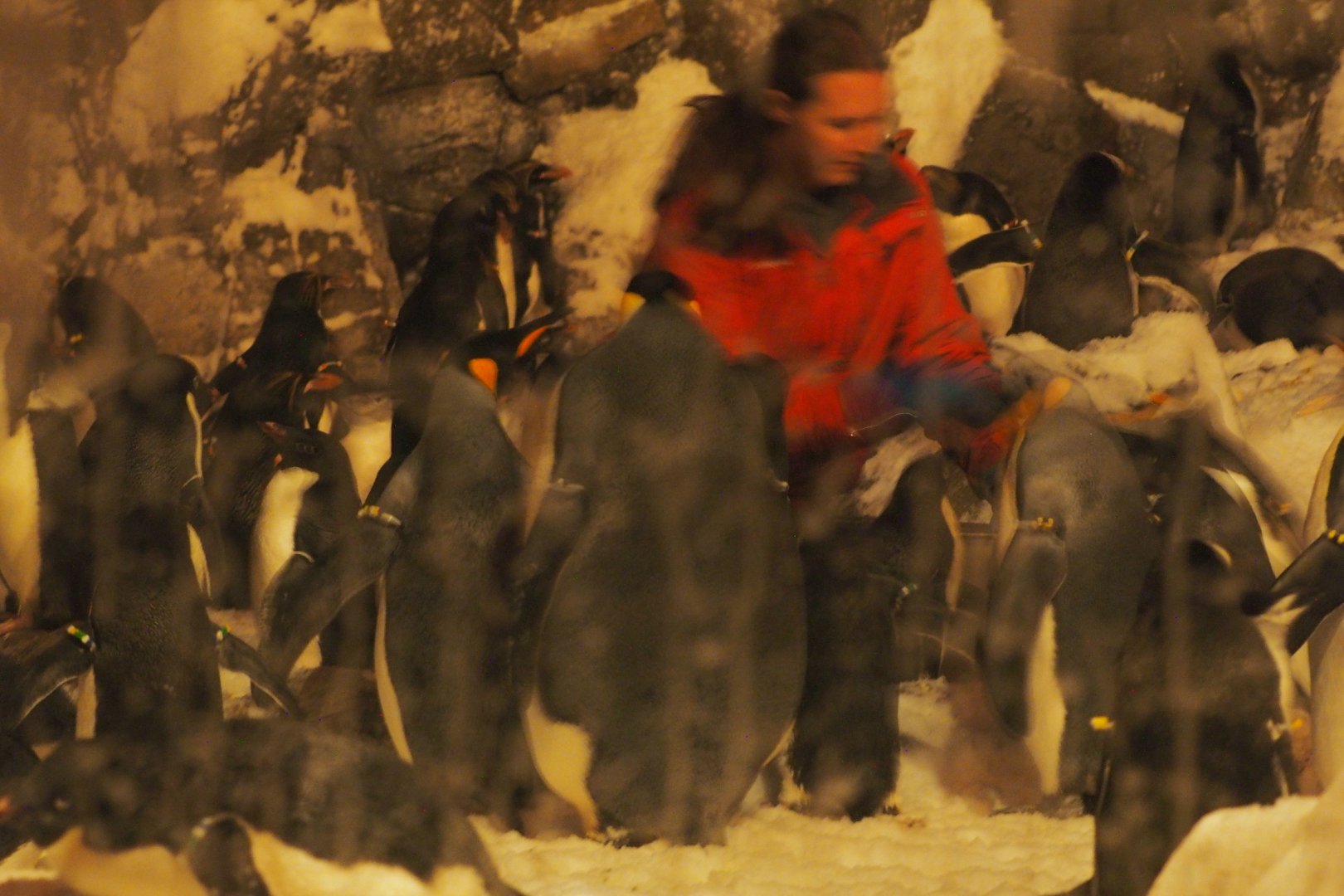 Penguins with keeper