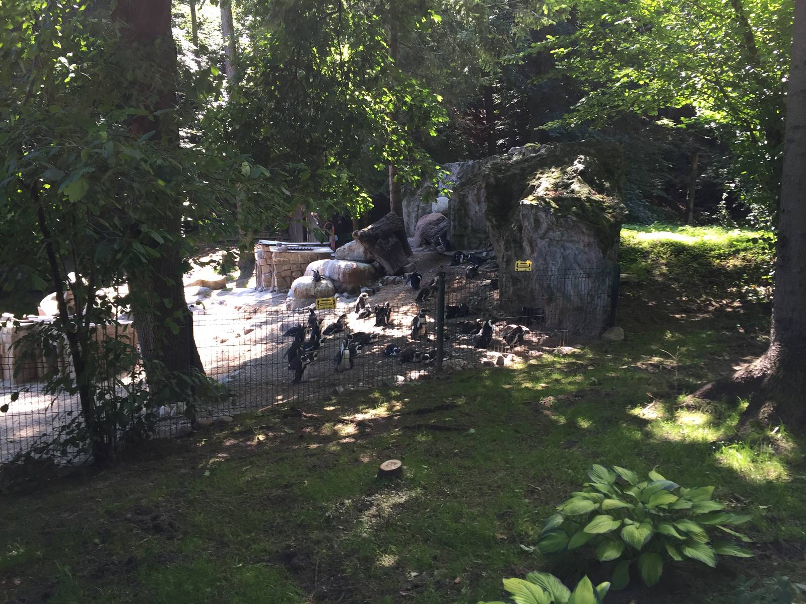 Penguins - Zoo Gdansk 20.07.16.