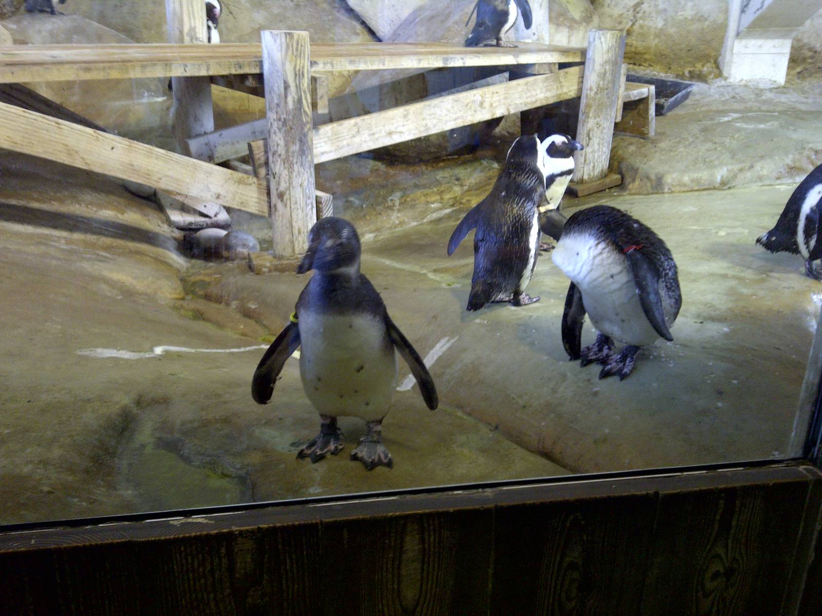 Penguins