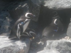 penguins