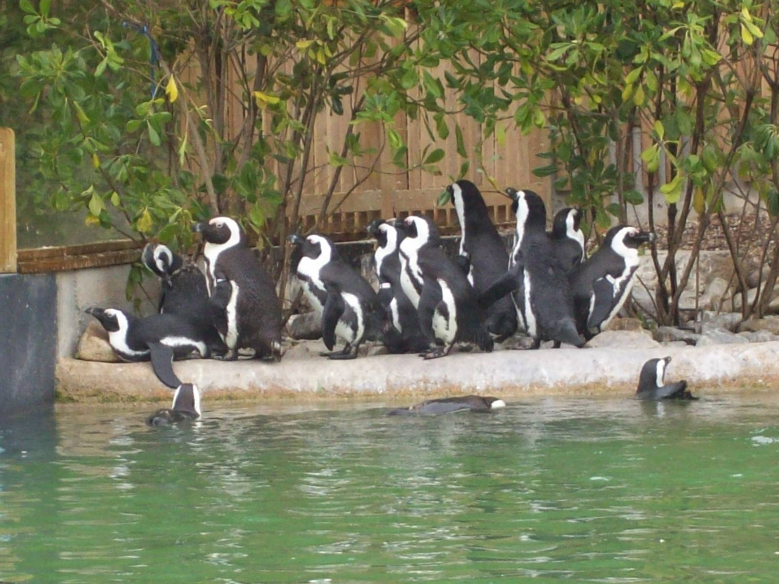penguins