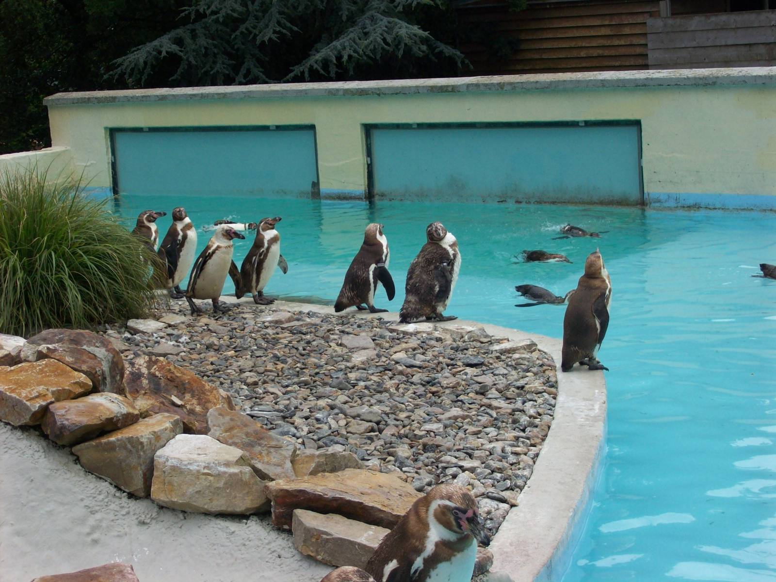 penguins