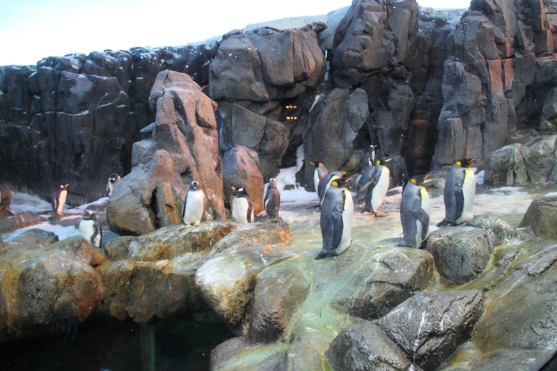 Penguins