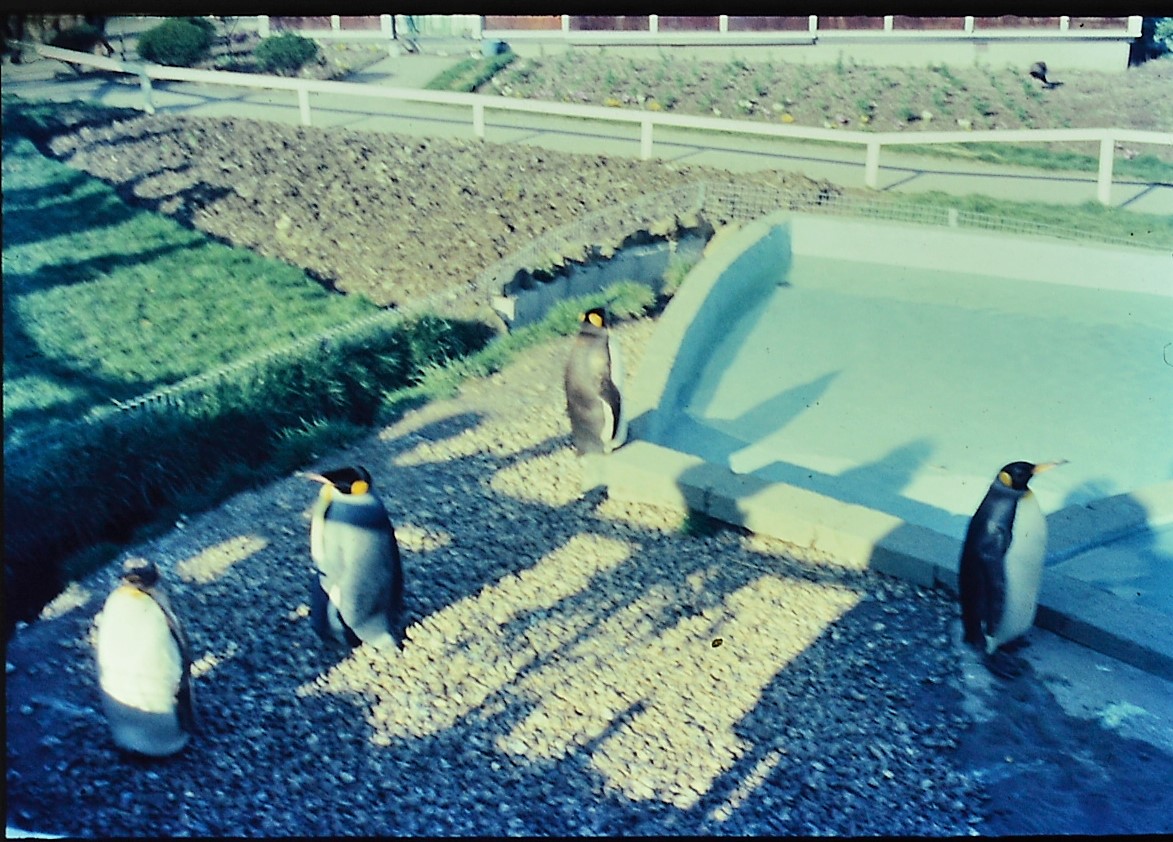 Penguins