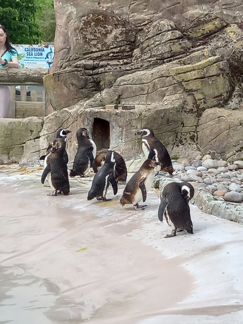 Penguins