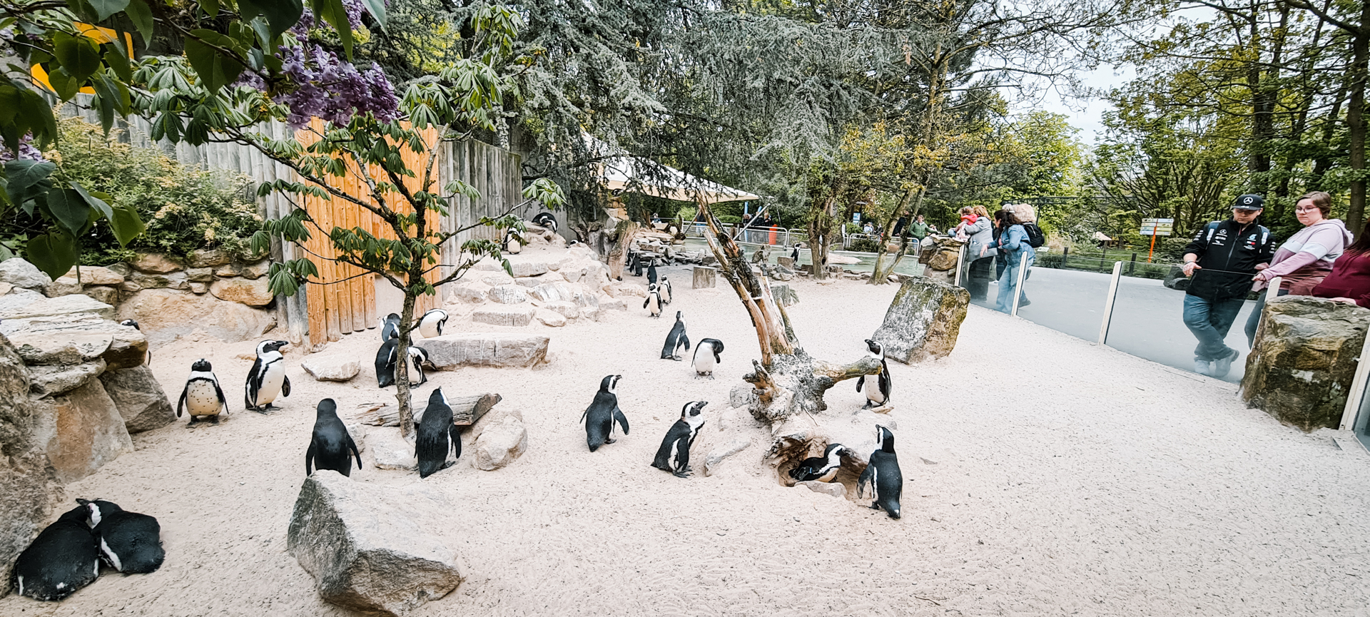 Penguins