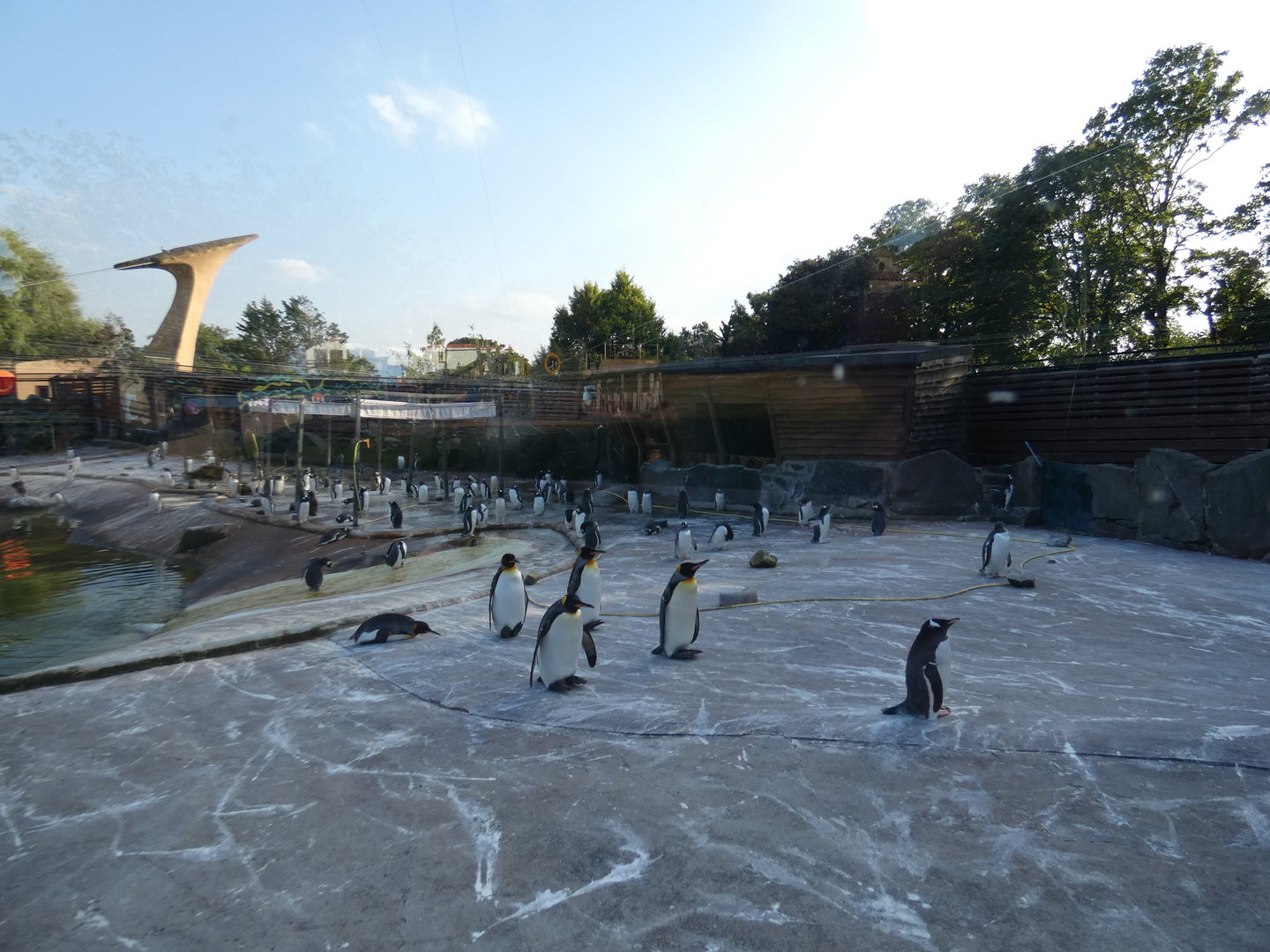 Penguins