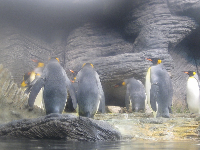 Penguins