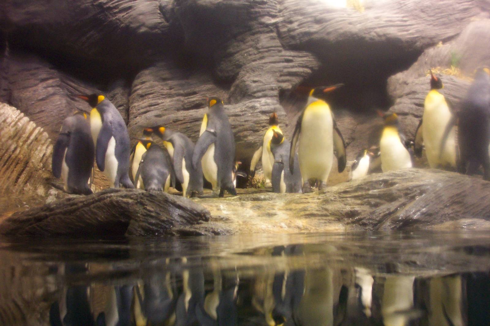 Penguins