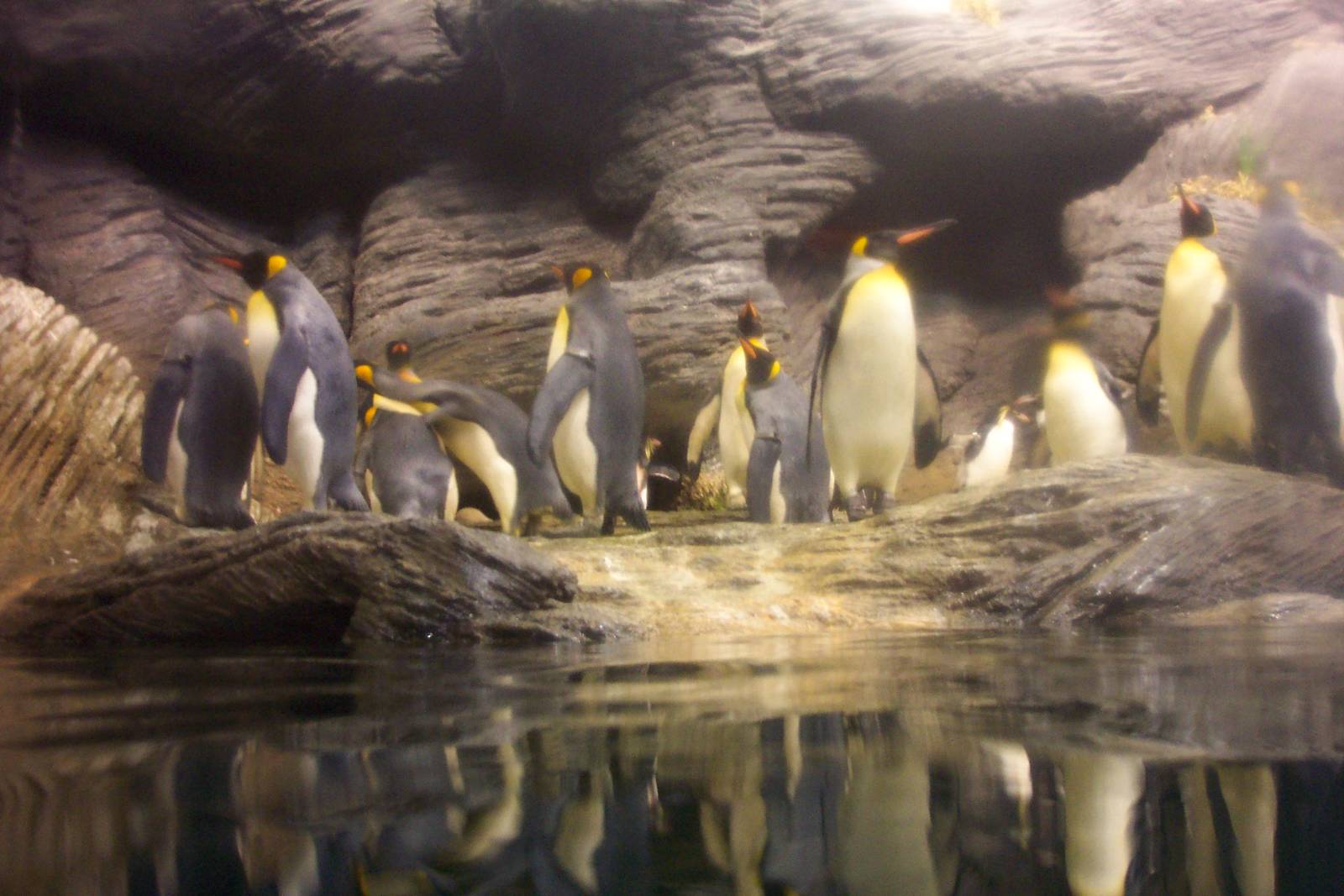 Penguins