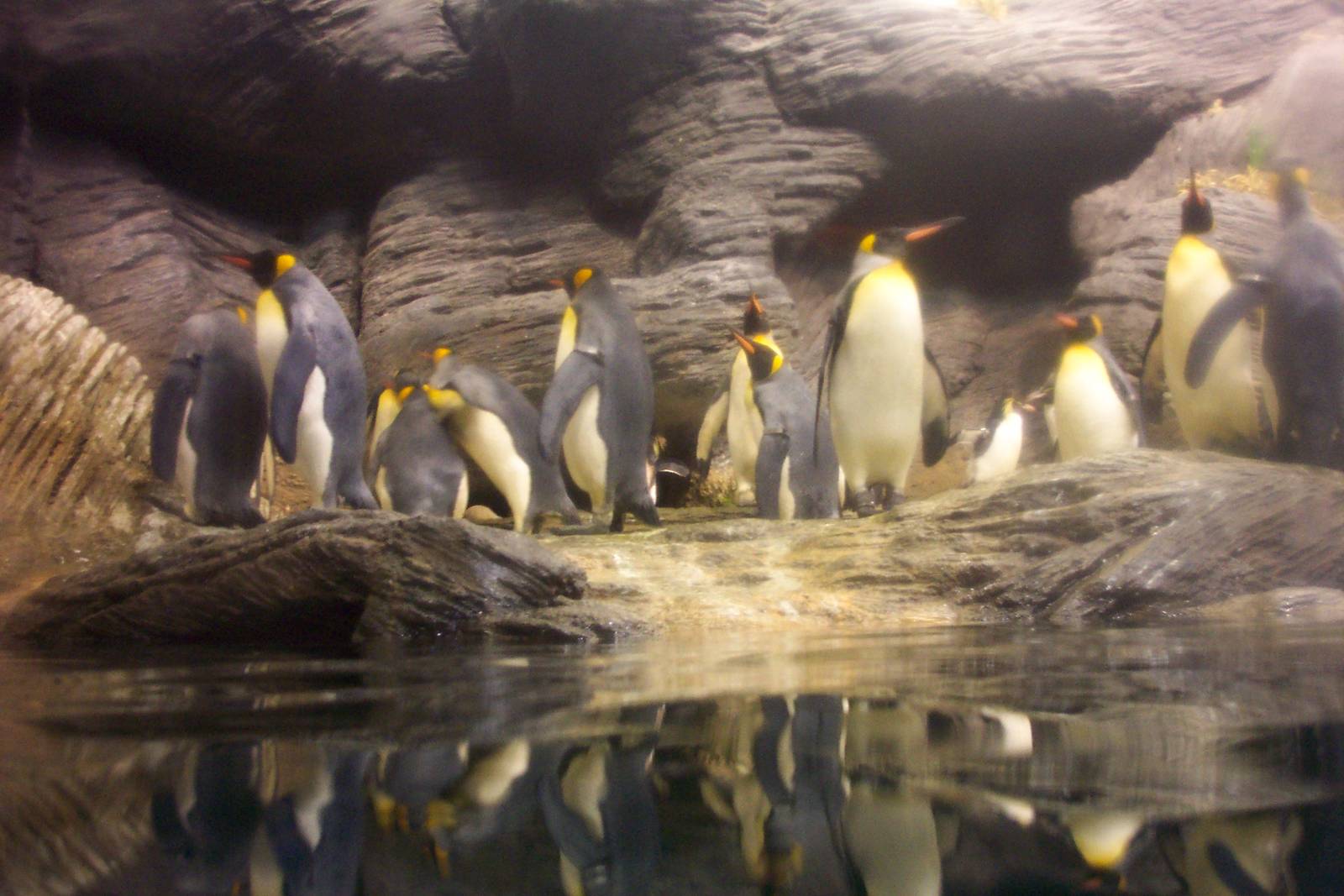 Penguins