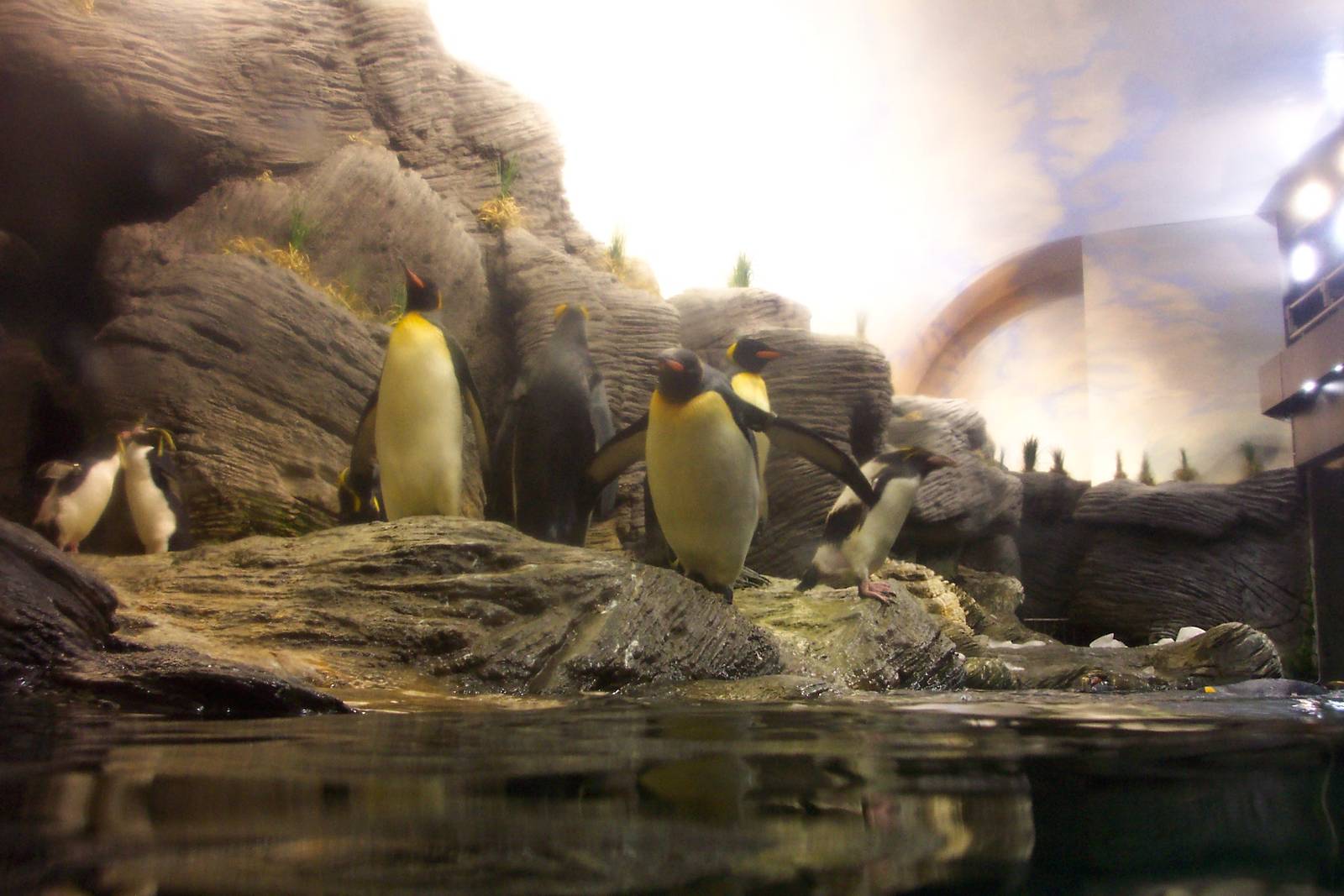 Penguins