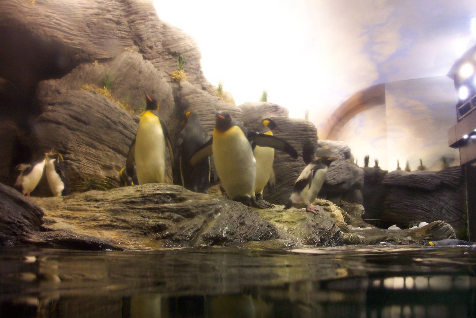 Penguins