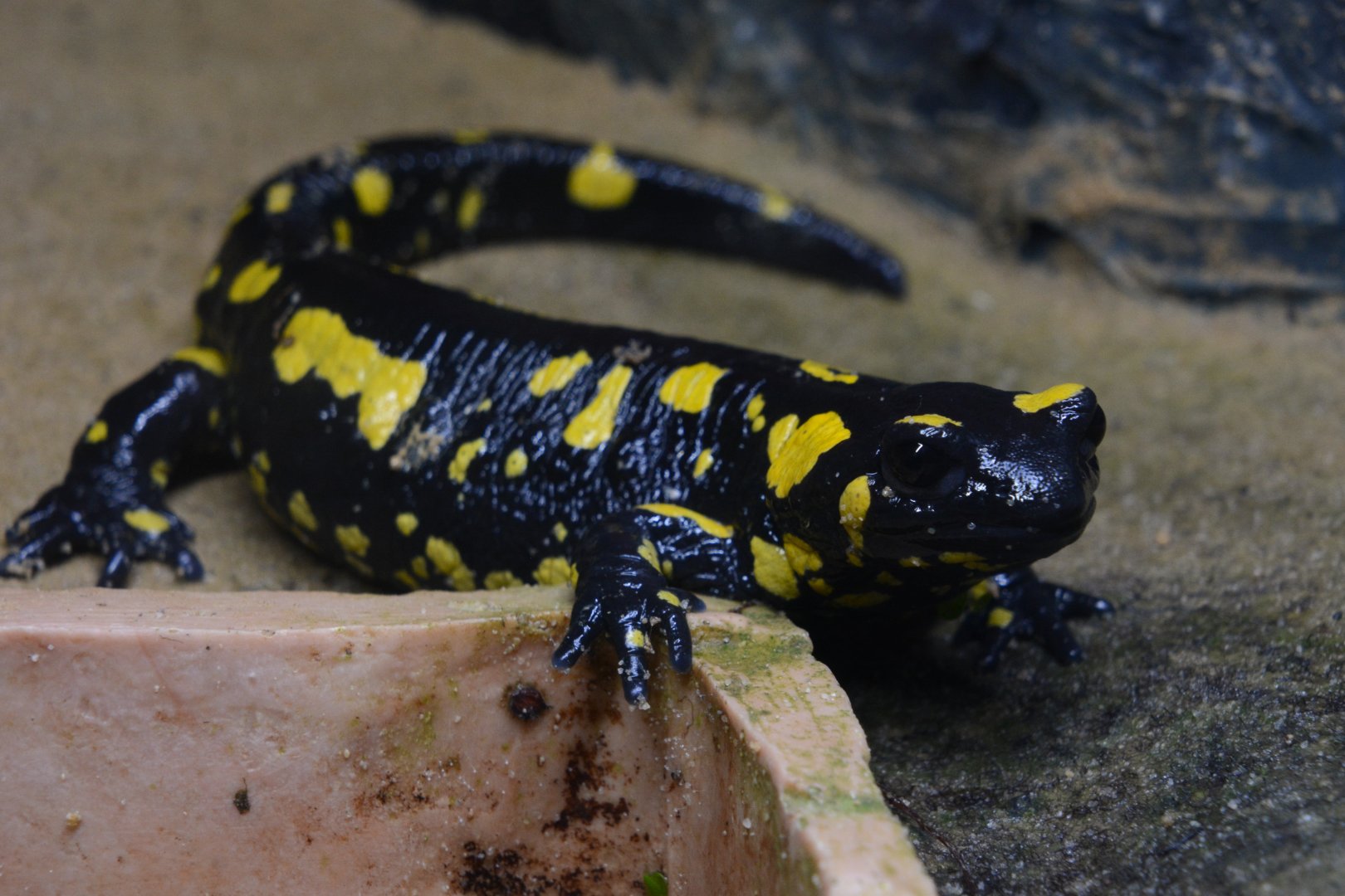 Penibetic fire salamander (Salamandra longirostris)