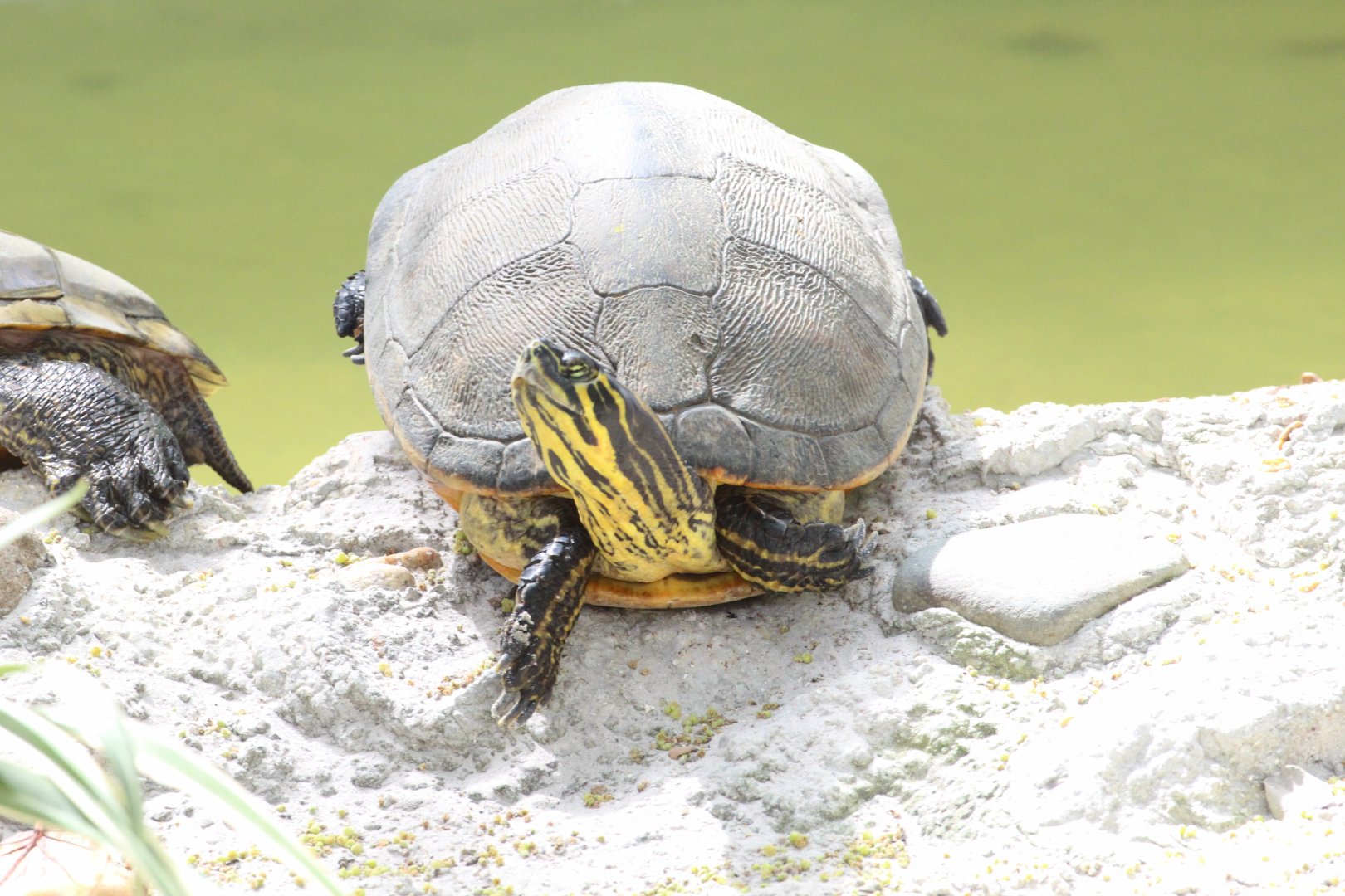 Peninsula Cooter (2016)