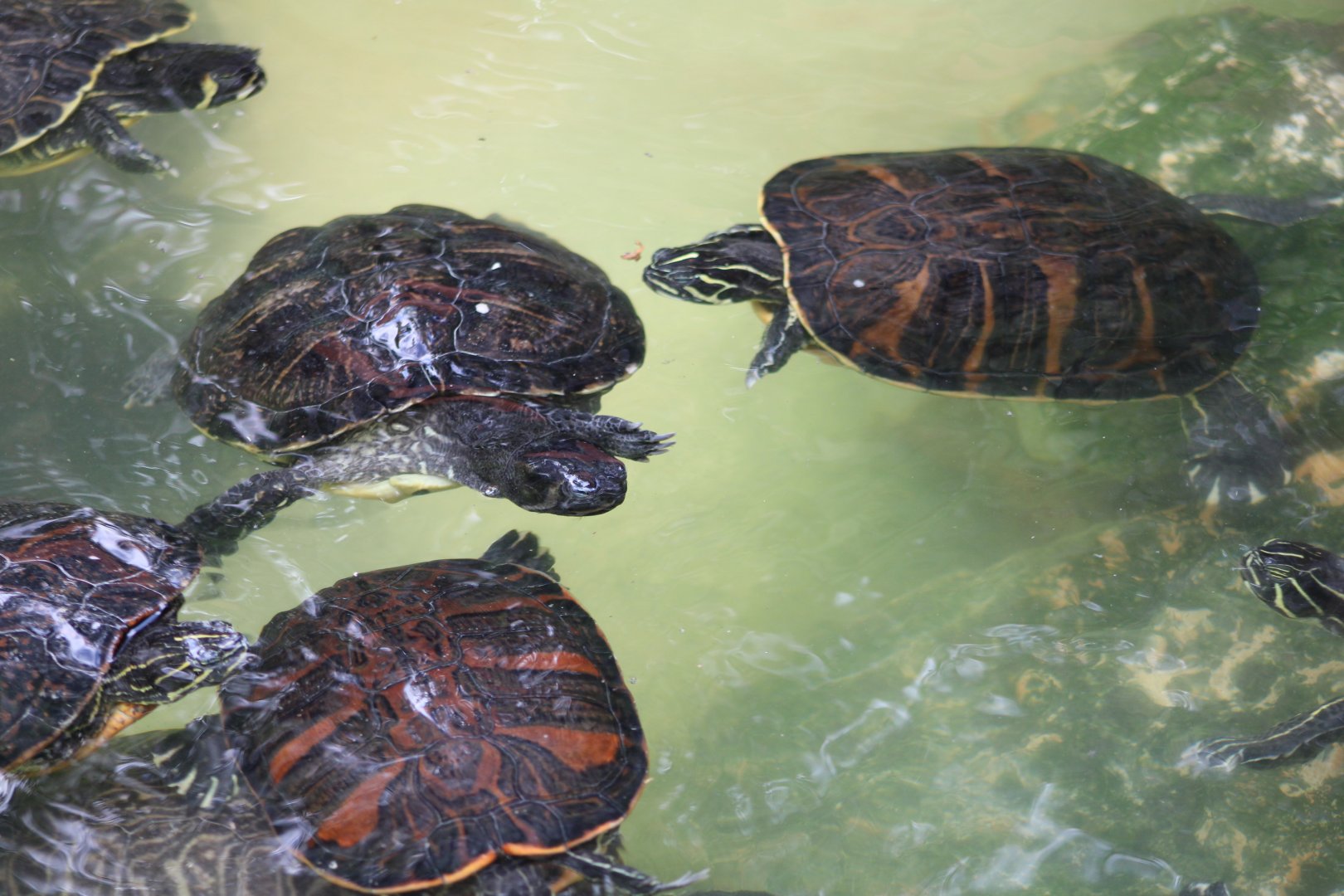 Peninsula Cooter (Pseudemys peninsularis) + Pond Sliders (Trachyemys scripta ssp.)