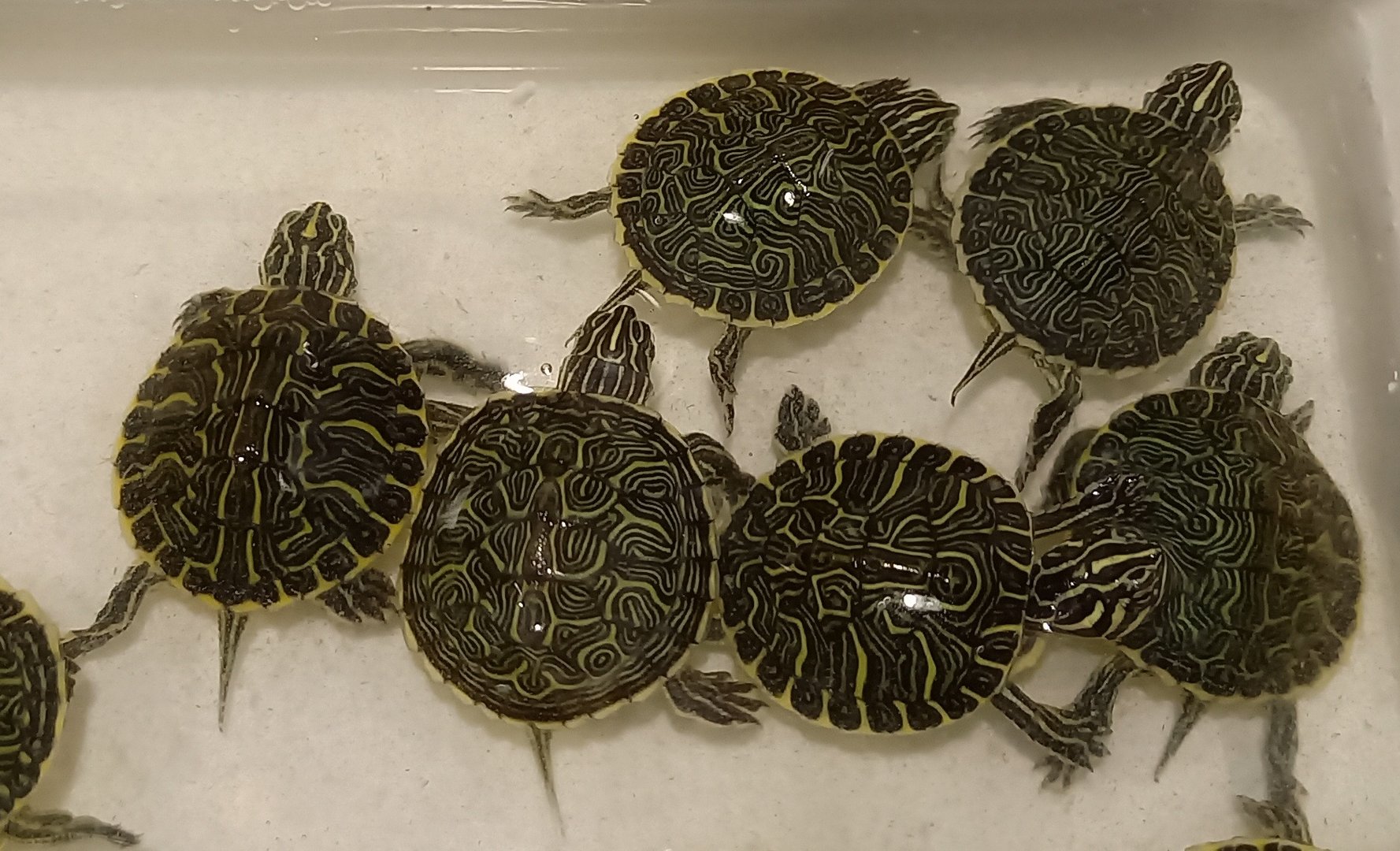 Peninsula cooters - Pseudemys peninsularia - juveniles