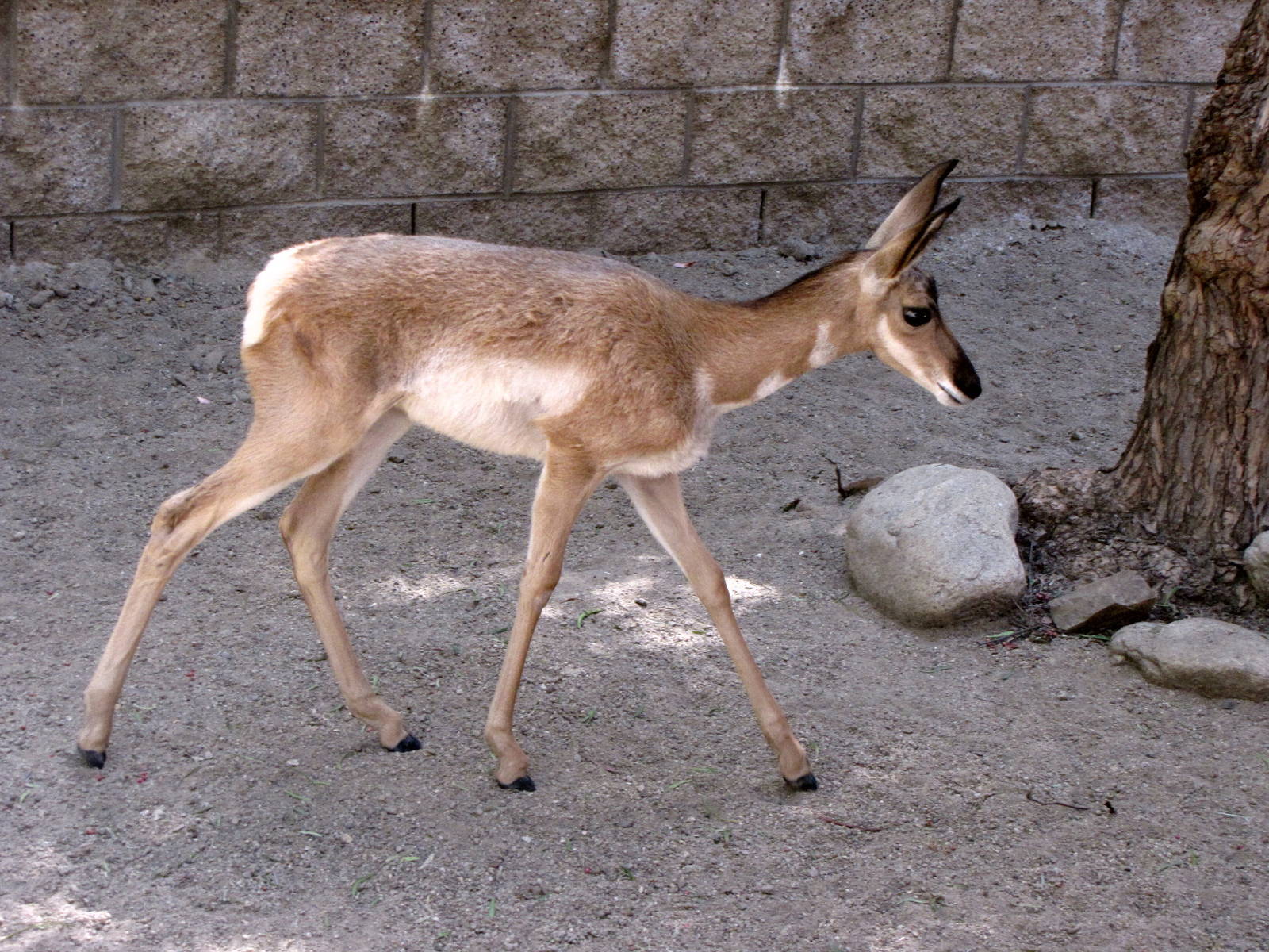 Peninsula Pronghorn
