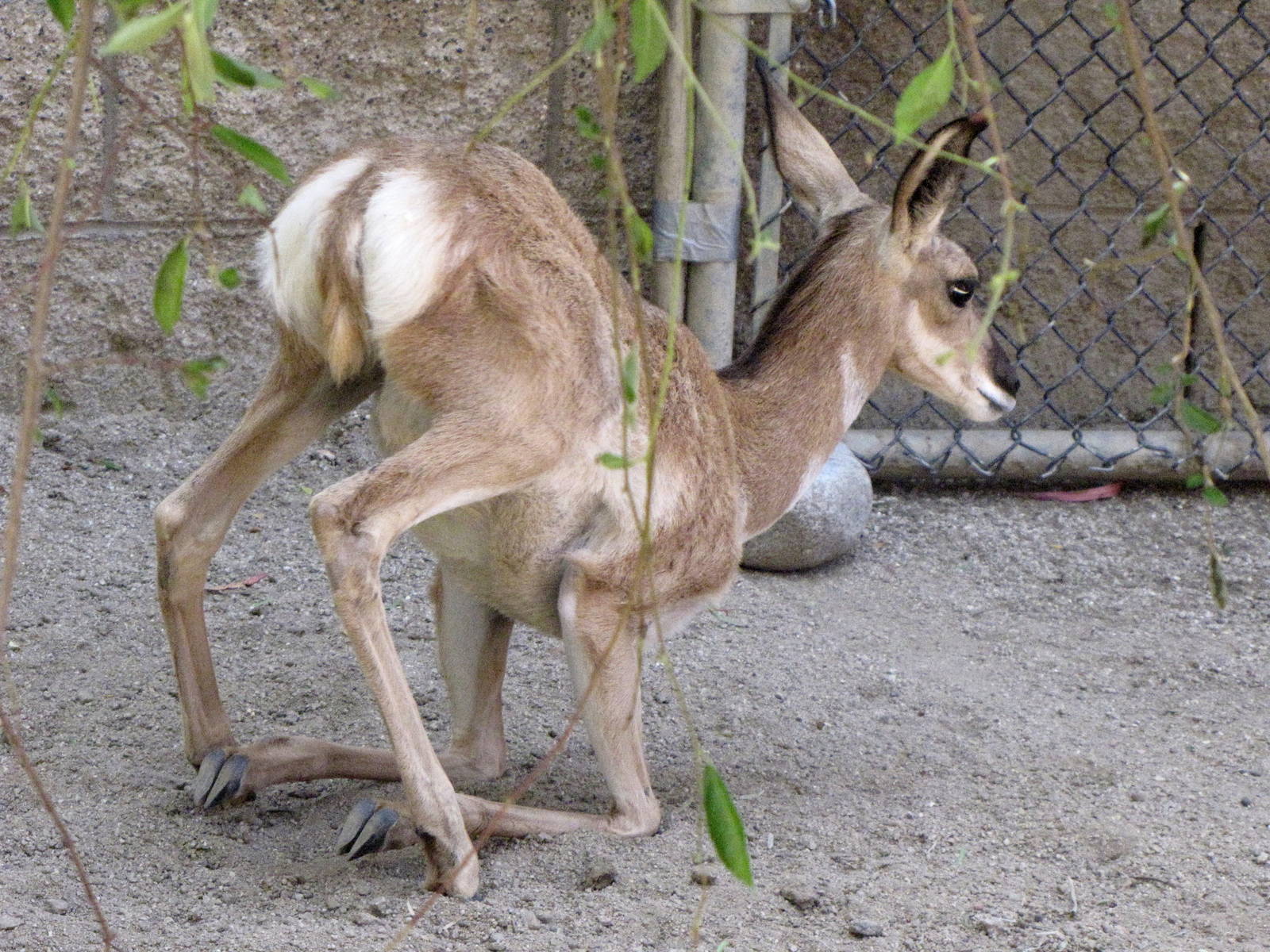 Peninsula Pronghorn