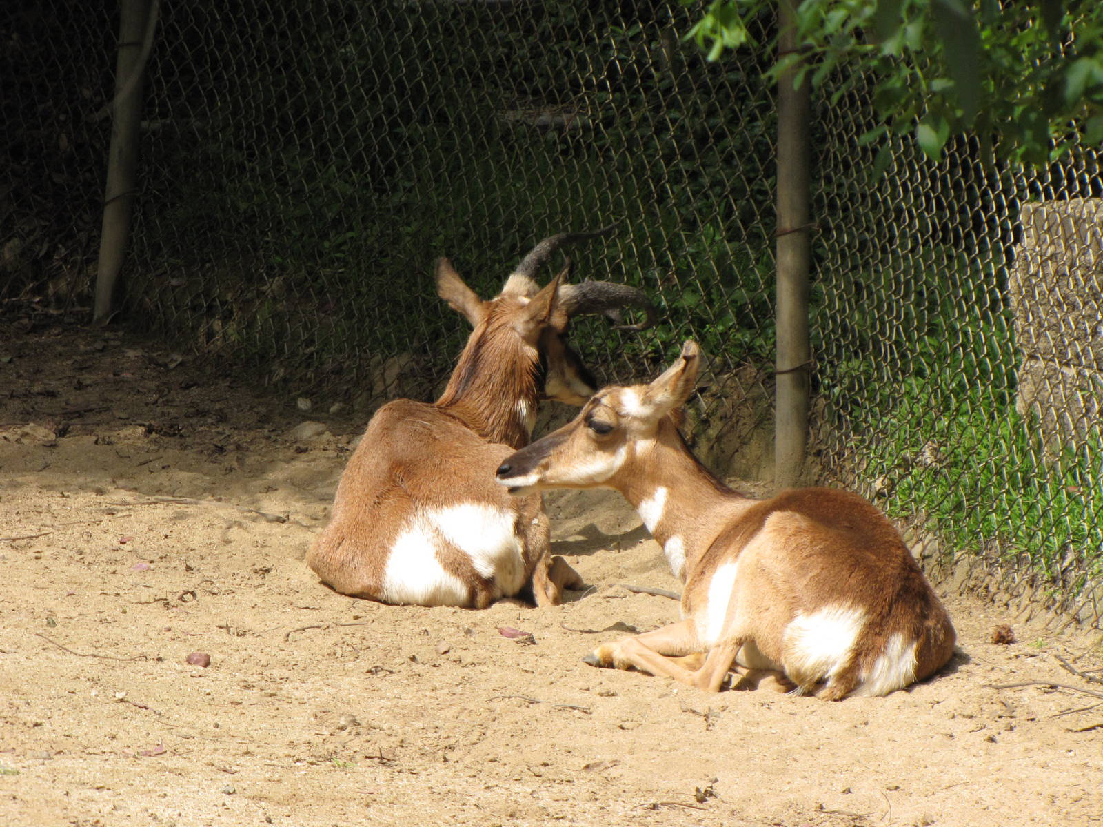 Peninsula Pronghorns