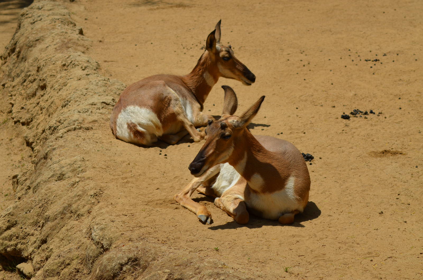 Peninsula Pronghorns