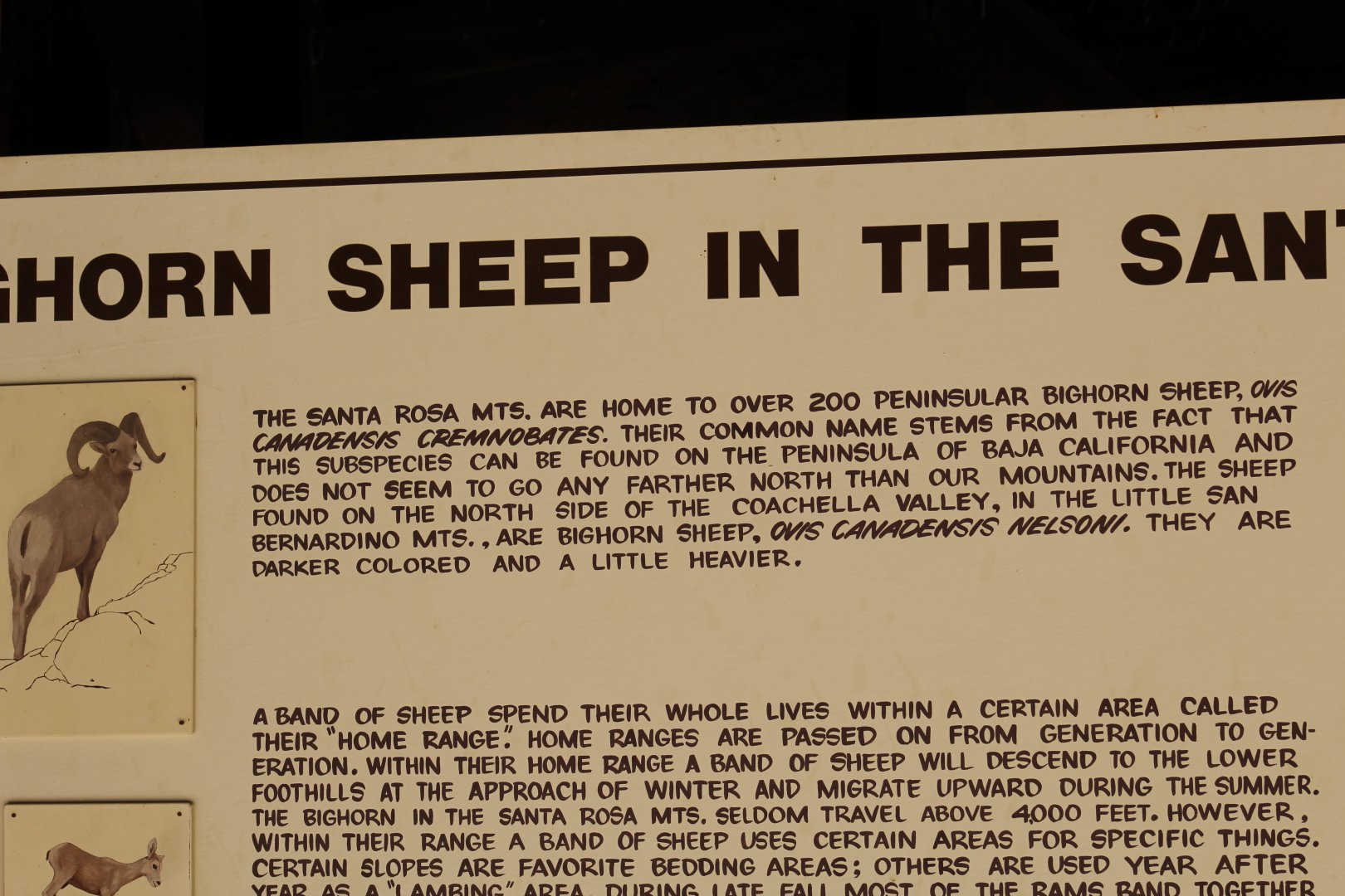 "Peninsular" Bighorn Sheep Signage