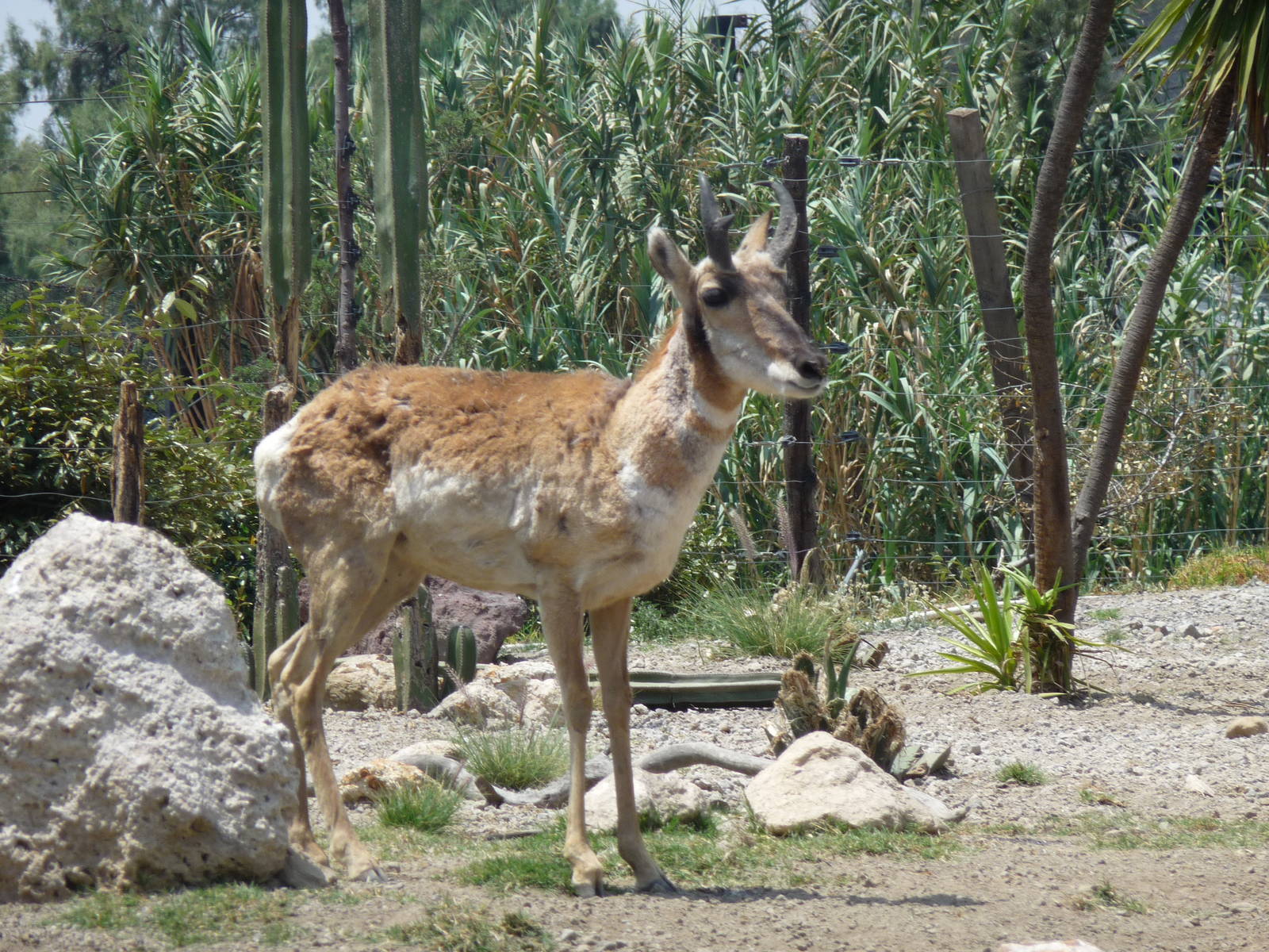 peninsular pronghorn antelope san juan de aragon zoo