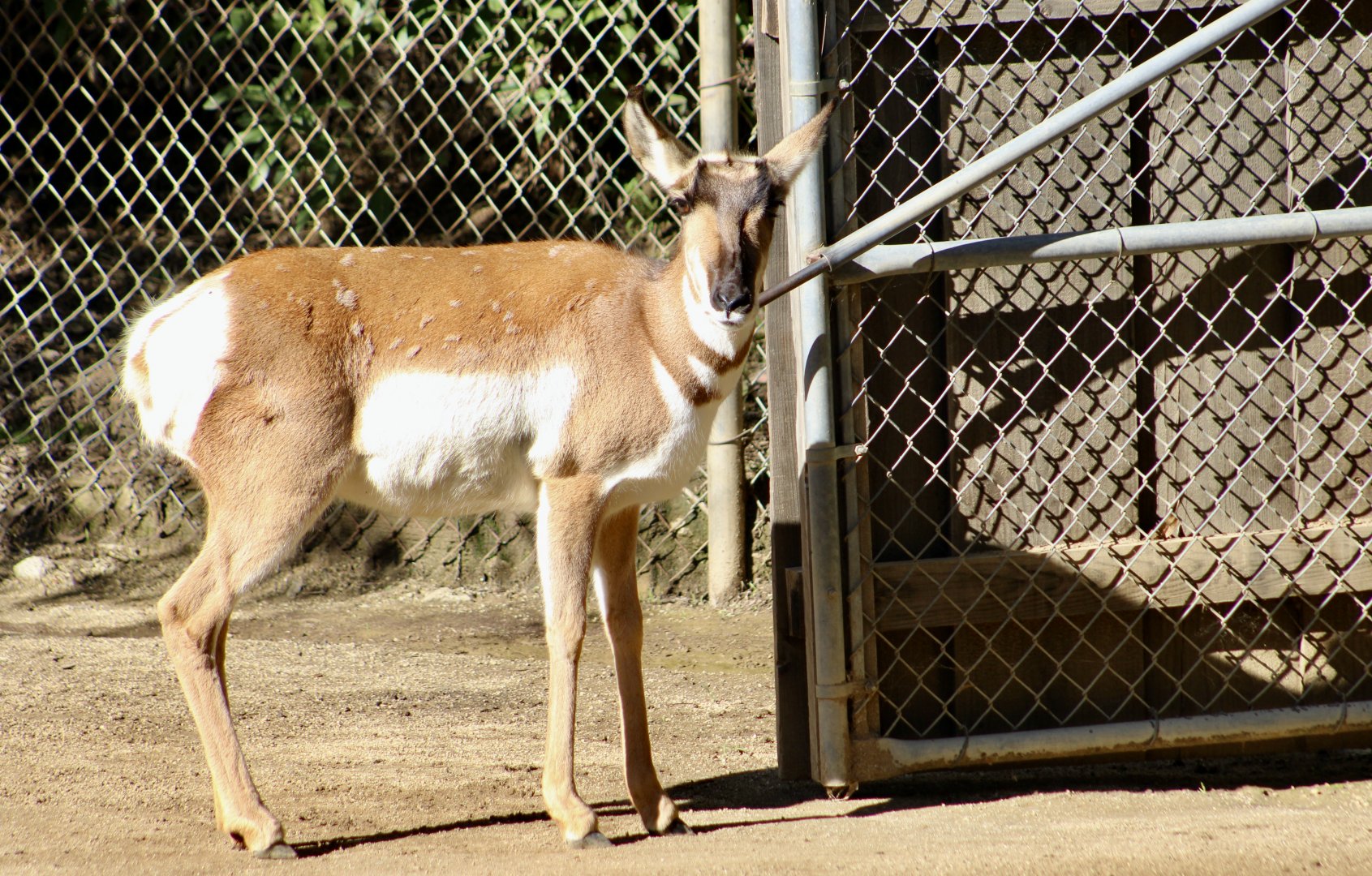 Peninsular Pronghorn (Antilocapra americana peninsularis) female